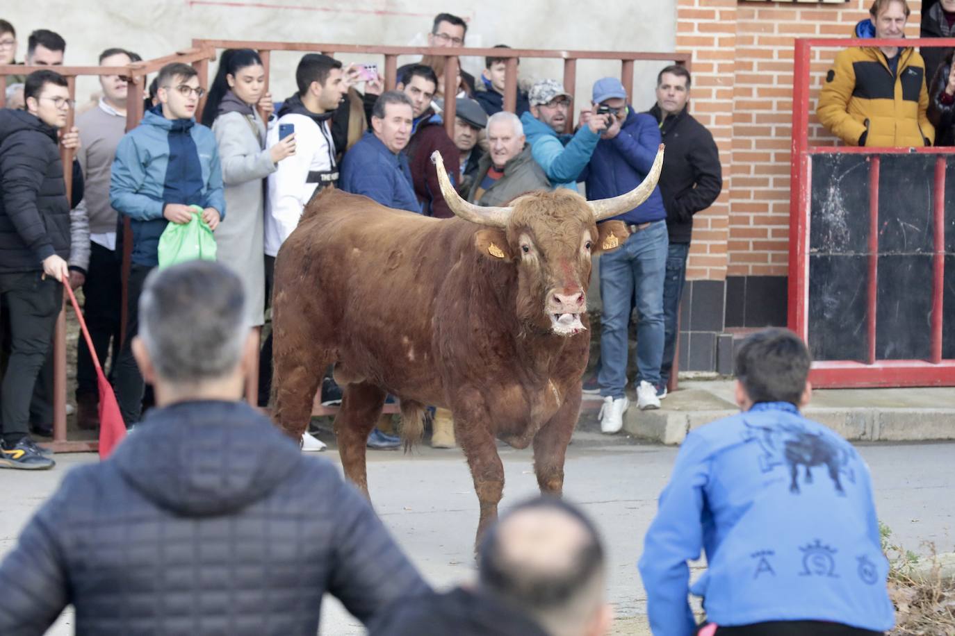 Encierro del toro del Arrope en Siete Iglesias de Trabancos