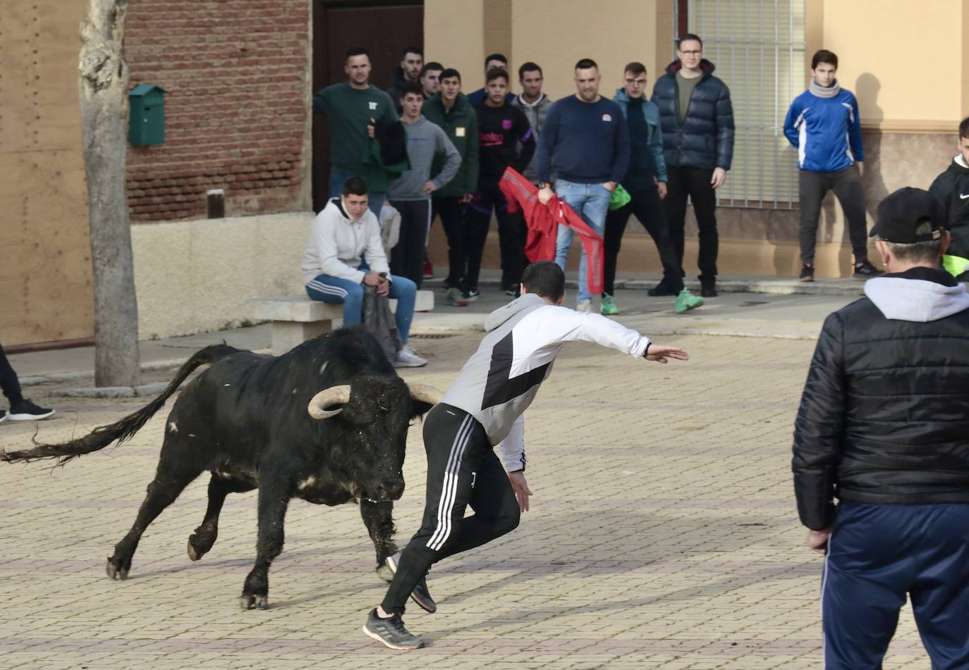 Encierro del toro del Arrope en Siete Iglesias de Trabancos