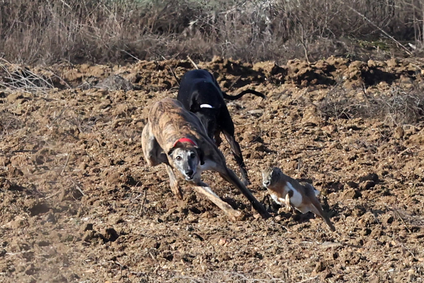 Tercera jornada de los cuartos de final del Campeonato Nacional de Galgos