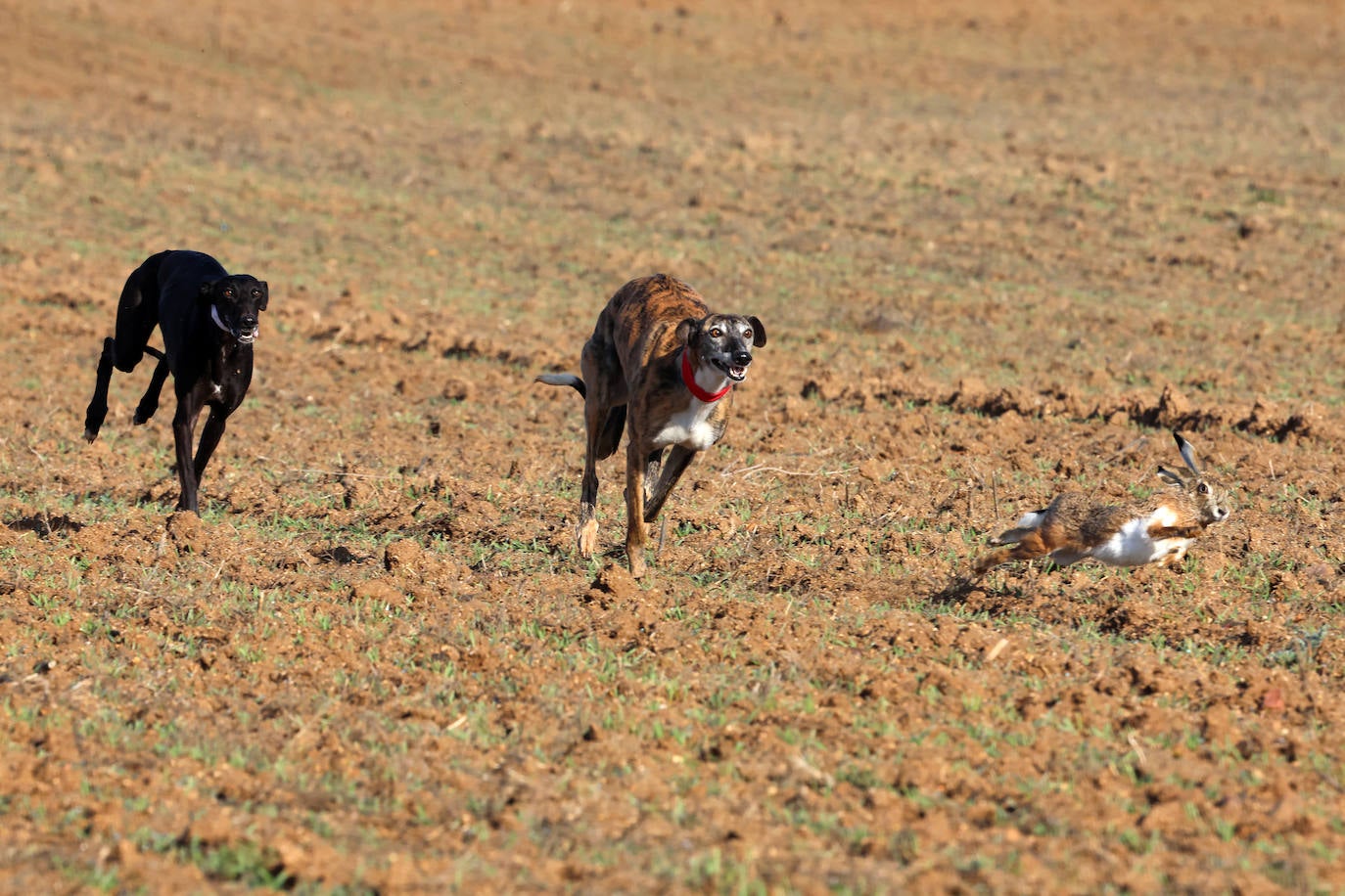 Tercera jornada de los cuartos de final del Campeonato Nacional de Galgos