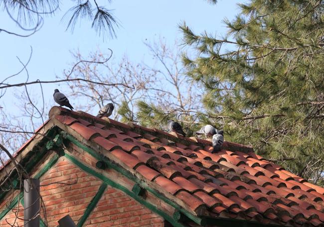 Un grupo de palomas en el tejado del palomar de los Jardinillos.