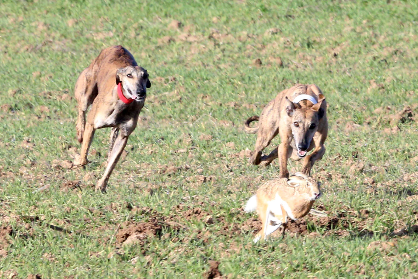 Las imágenes de la primera semifinal del Campeonato de España de Galgos