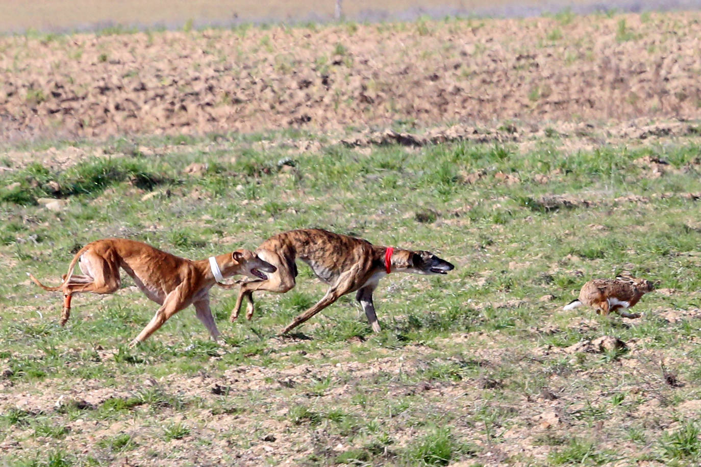 Las imágenes de la segunda semifinal del Campeonato de España de Galgos