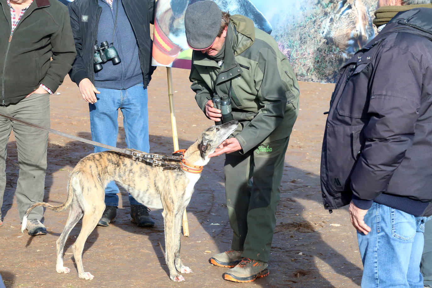 Las imágenes de la segunda semifinal del Campeonato de España de Galgos