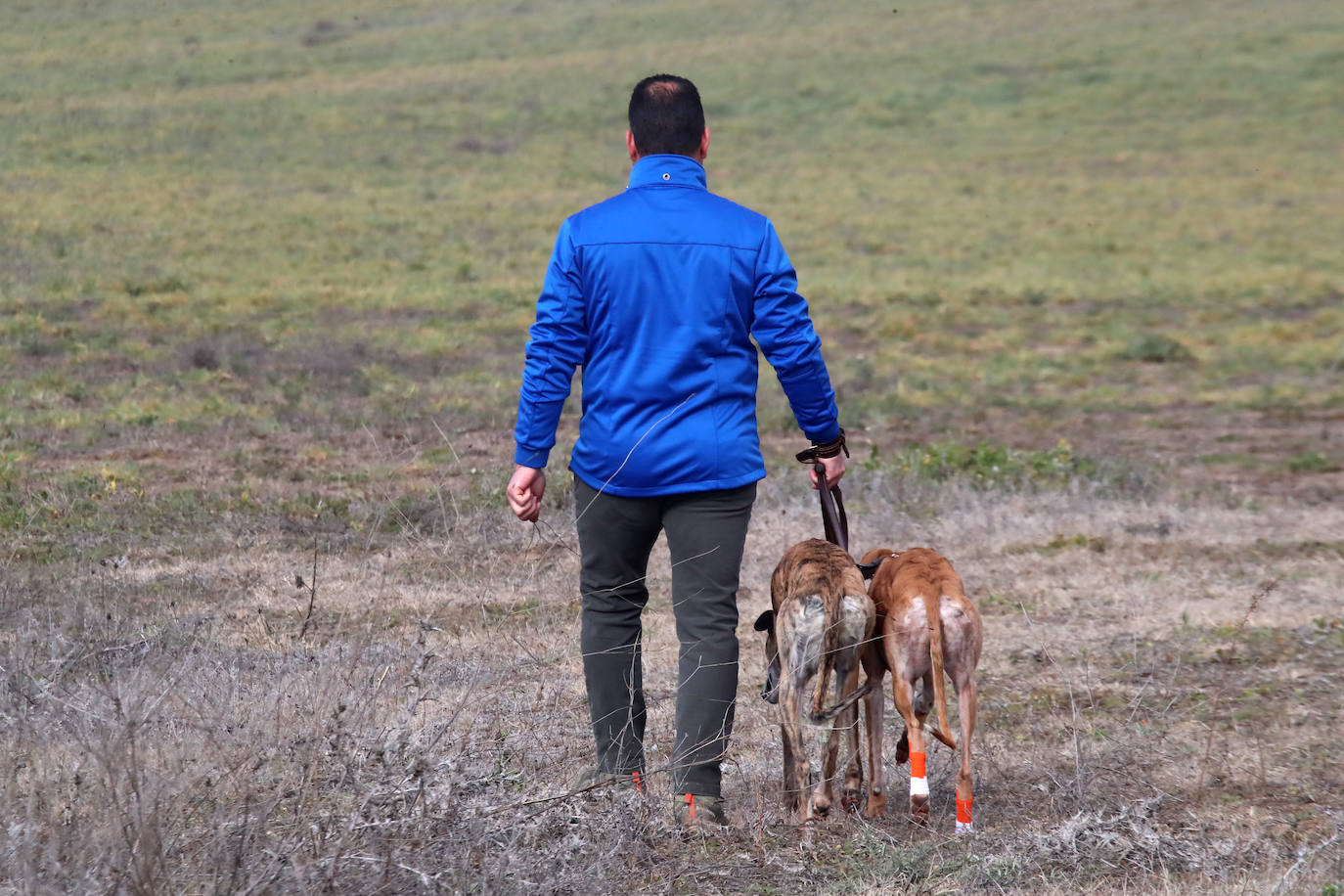 Las imágenes de la segunda semifinal del Campeonato de España de Galgos