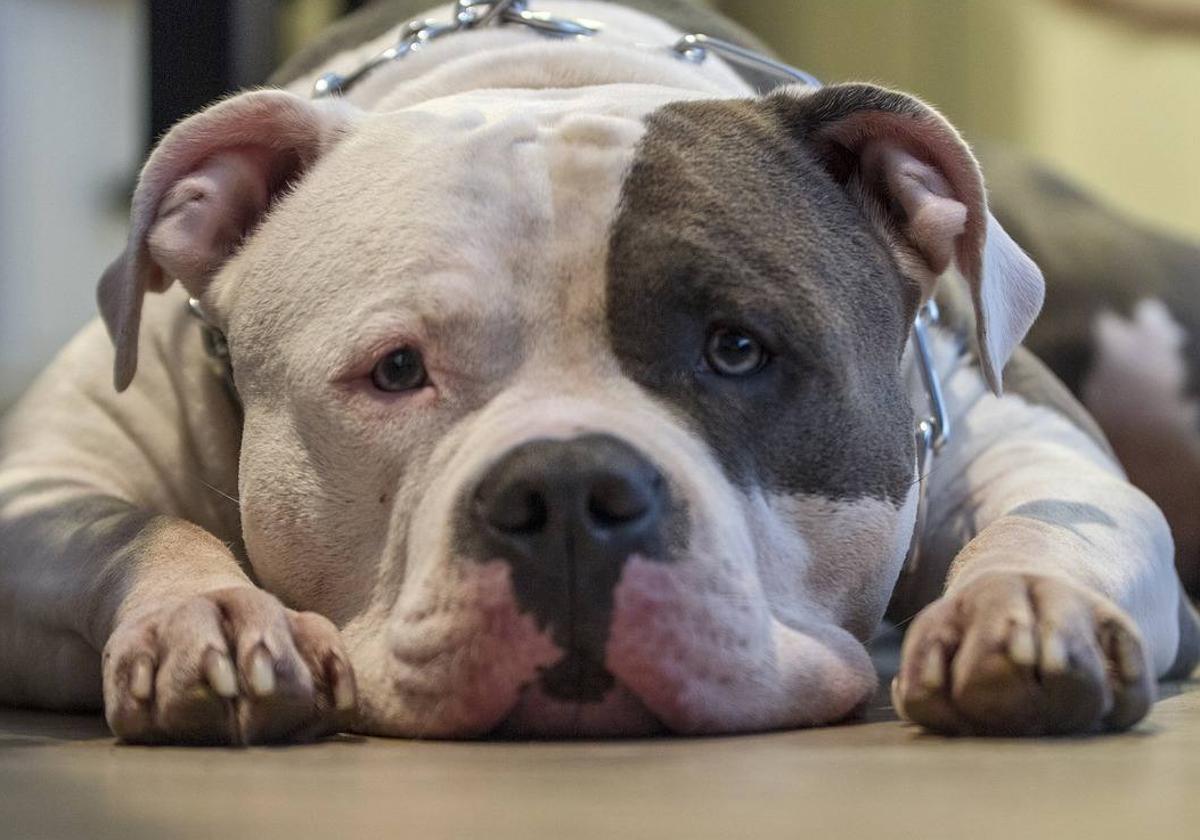 Tener un American Bully XL ya es delito en Reino Unido