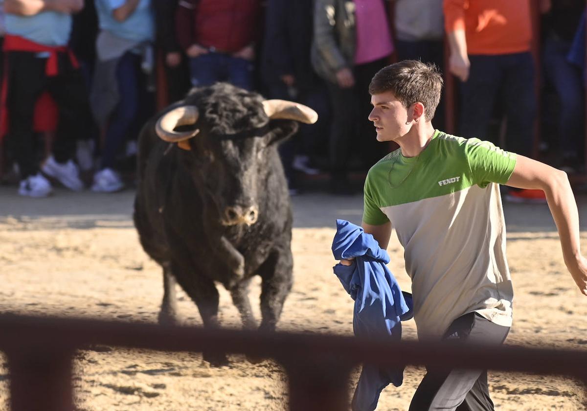 El encierro de Viana de Cega, en imágenes