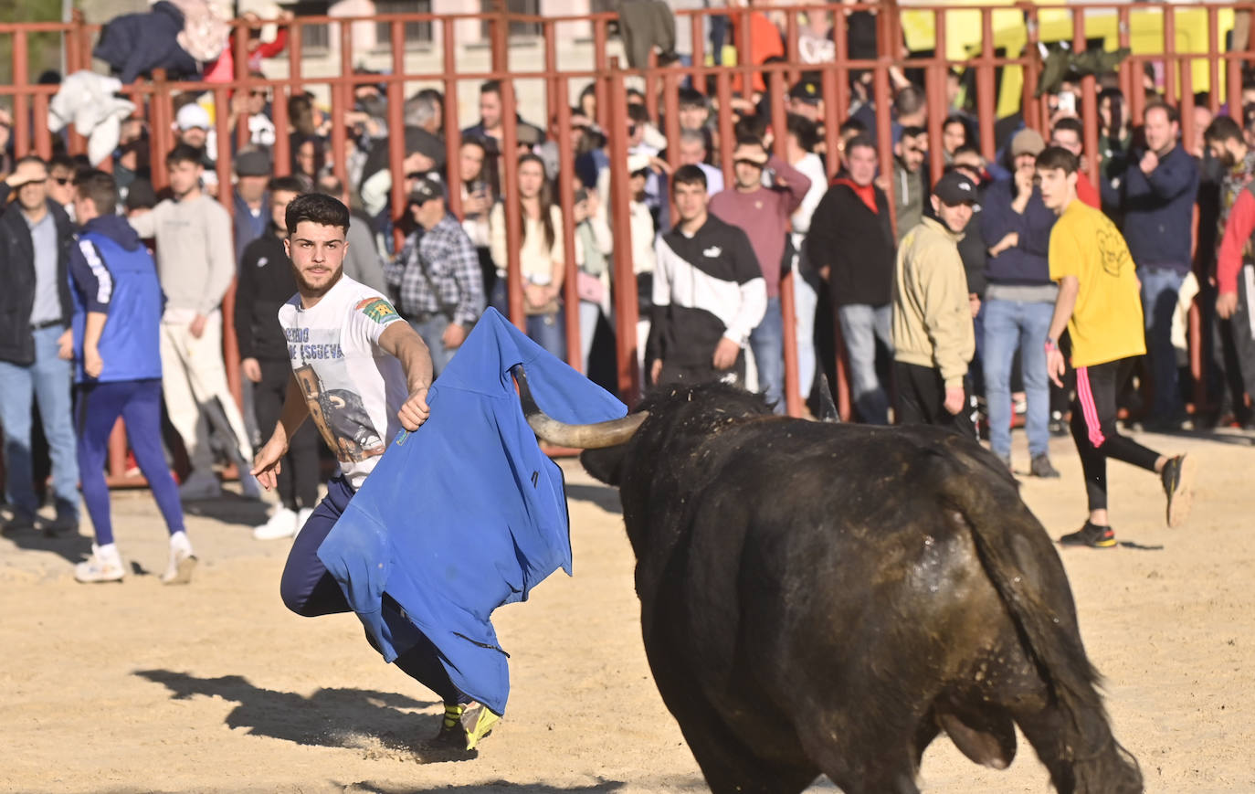 El encierro de Viana de Cega, en imágenes