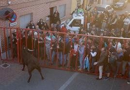 Decenas de aficionados se desplazaron hasta Castronuño para disfrutar del Toro de San Blas.