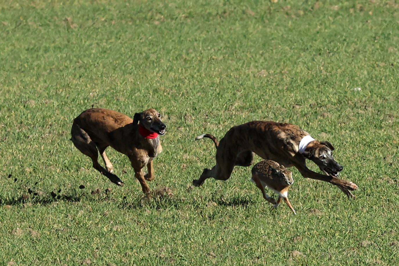 Final del Campeonato de España de Galgos en Nava del Rey