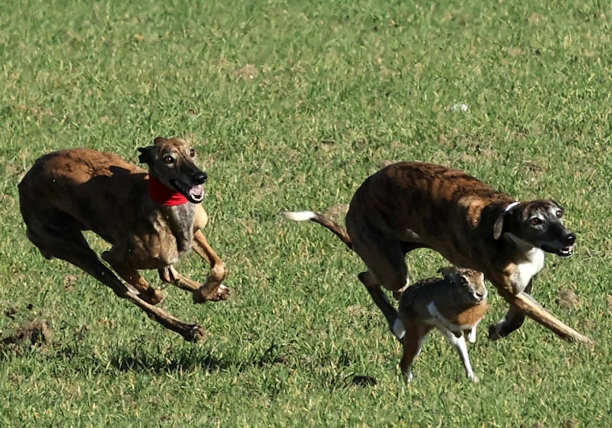 Final del Campeonato de España de Galgos en Nava del Rey