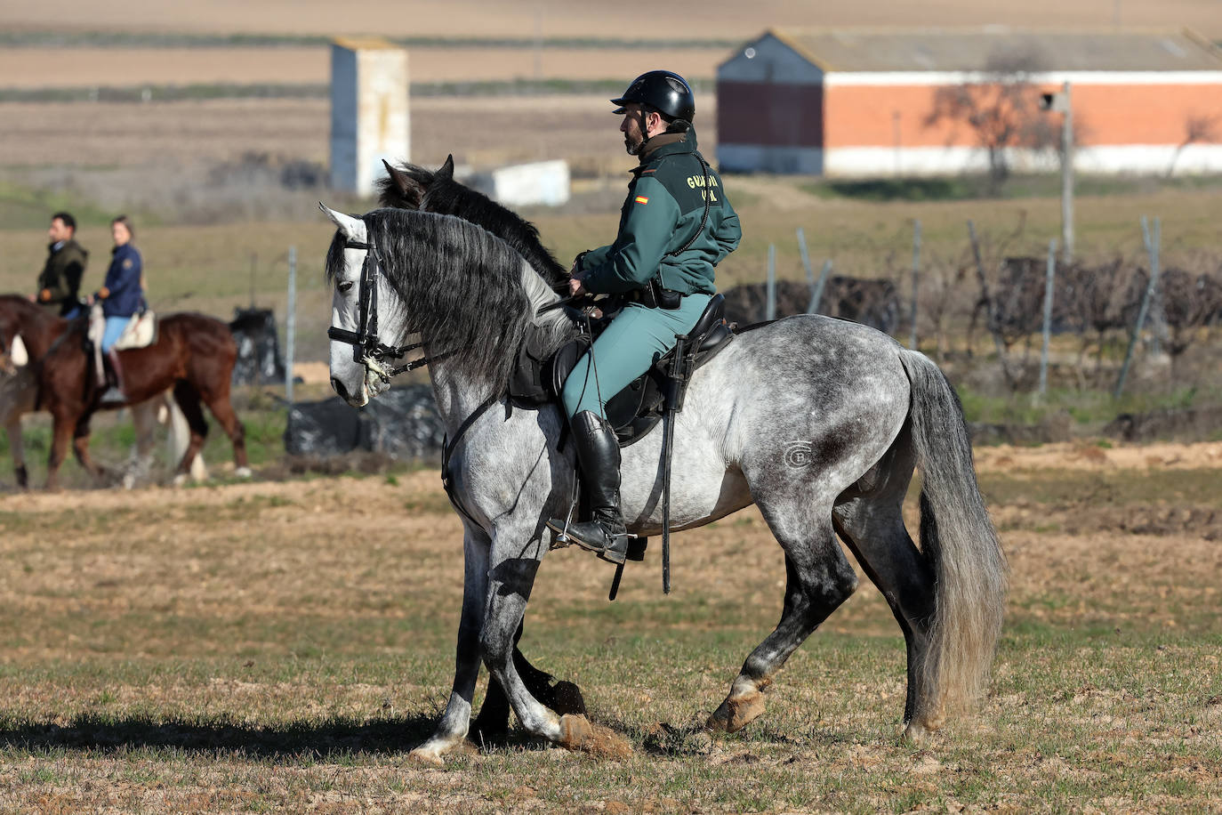 Final del Campeonato de España de Galgos en Nava del Rey