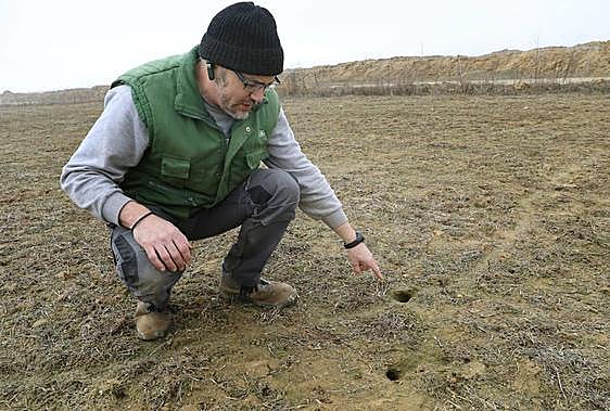 Un agricultor palentino señala algunas de las huras de los topillos en su parcela.