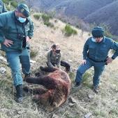 «Disparé a un jabalí y no a un oso, vi perfectamente al animal»