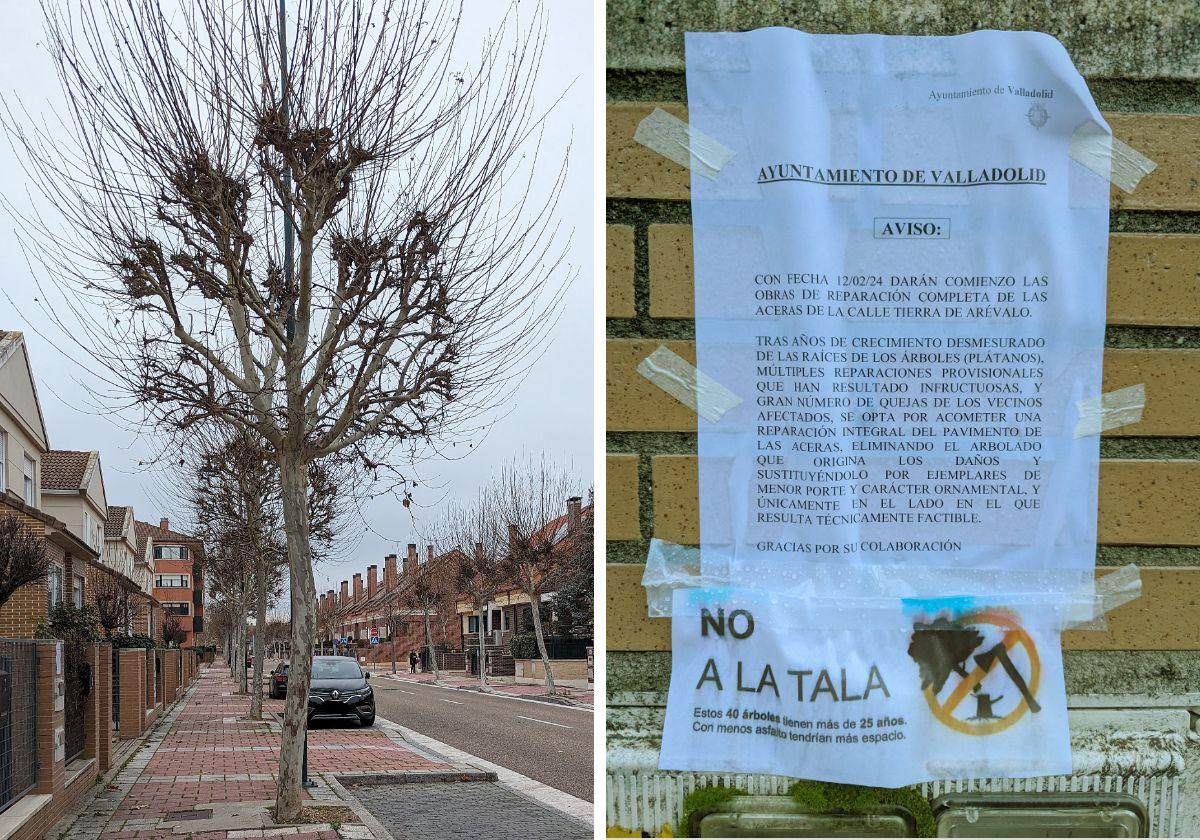 Árboles de la calle Tierra de Arévalo y el aviso municipal de la próxima tala junto al cartel de protesta.