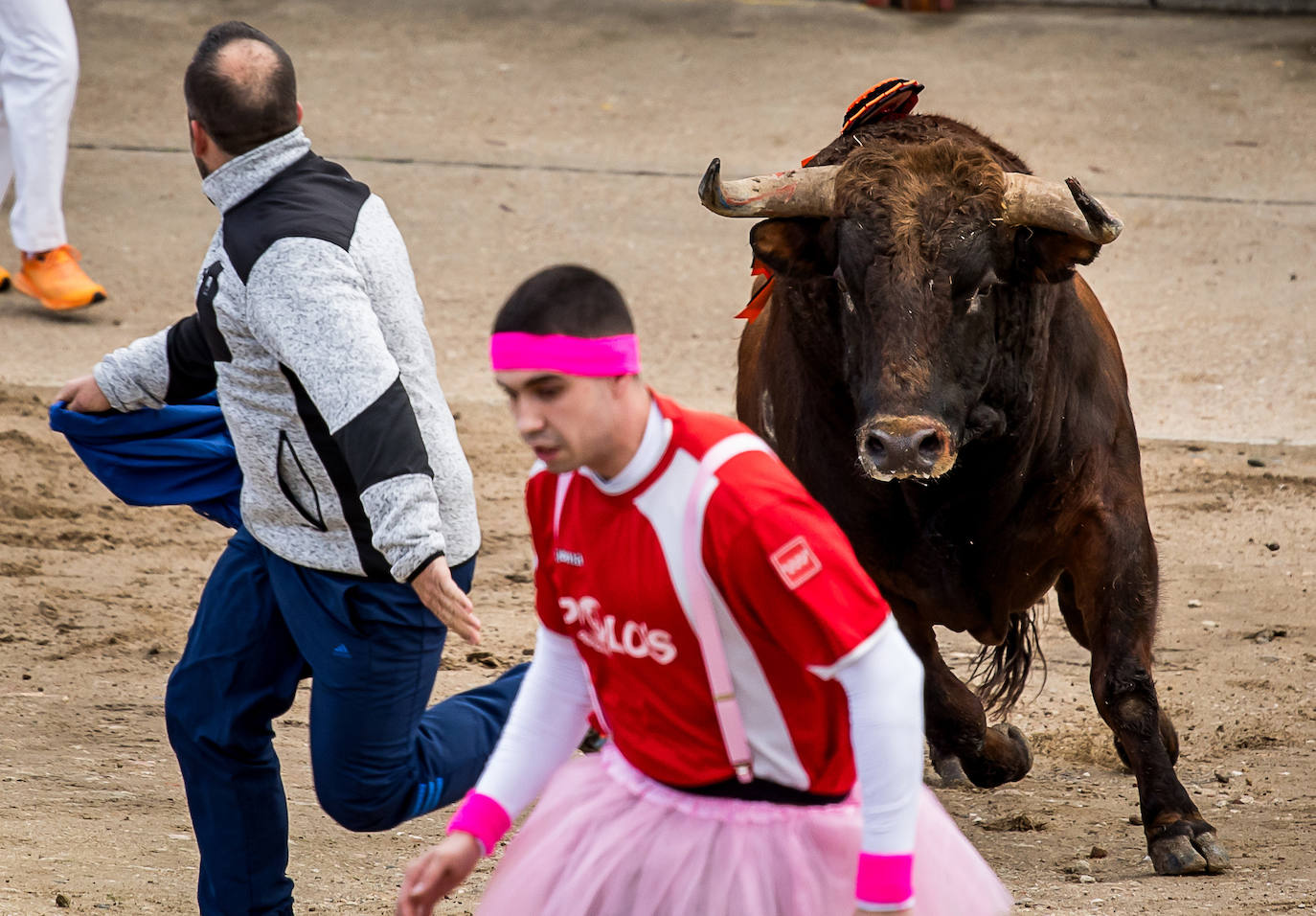 Primer encierro taurino en el Carnaval de Ciudad Rodrigo