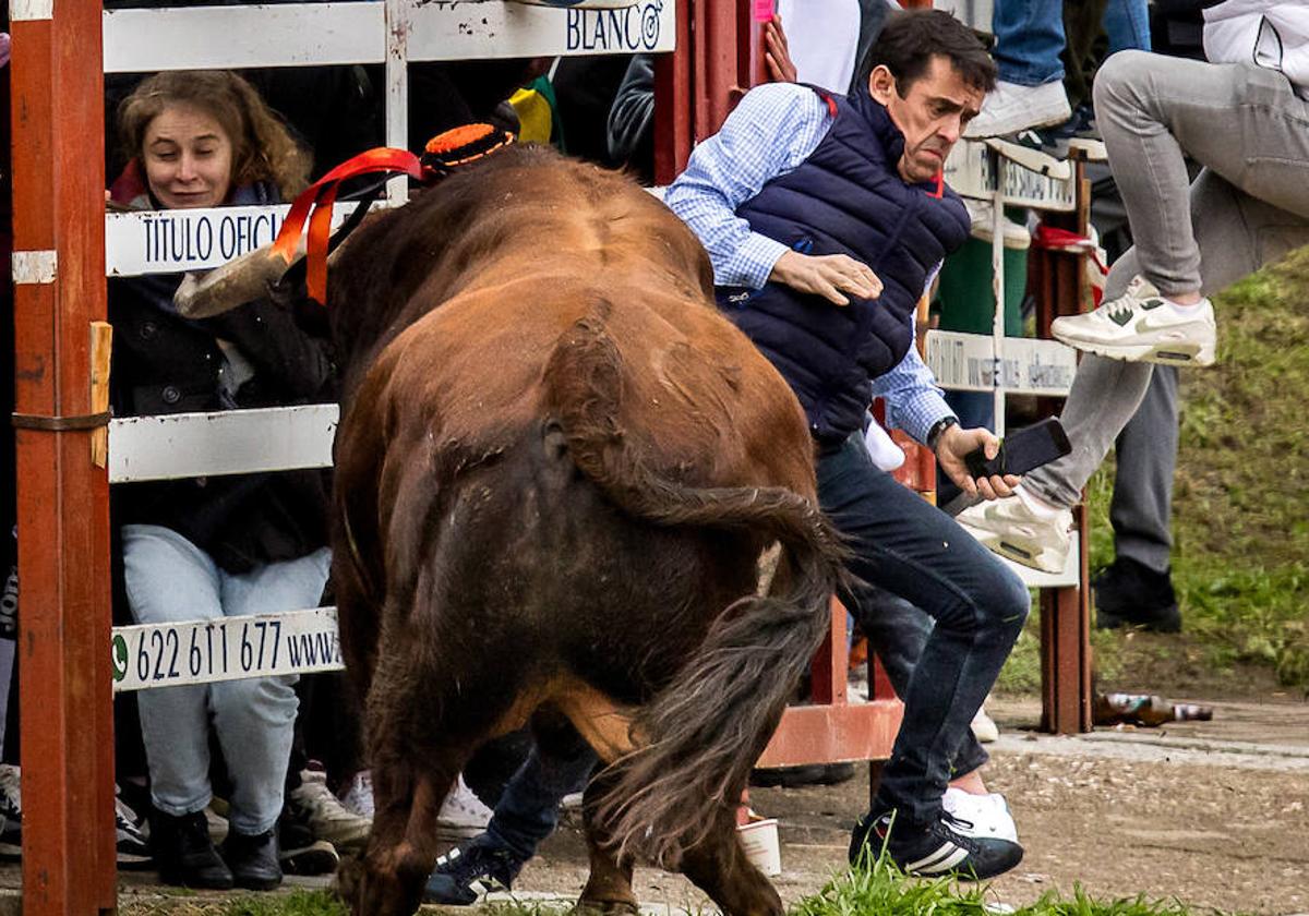 Un corneado en el primer encierro de Ciudad Rodrigo