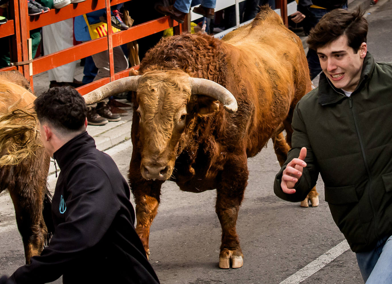 Primer encierro taurino en el Carnaval de Ciudad Rodrigo