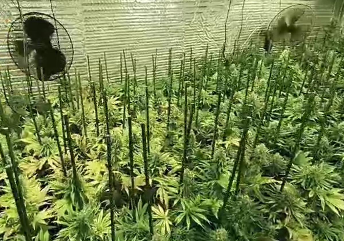 Cultivo ilegal de 320 plantas de cannabis propiedad de los detenidos