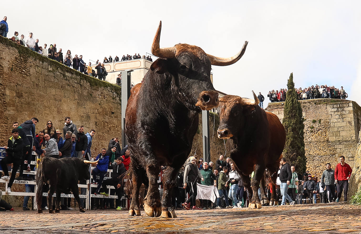 Las espectaculares imágenes del Carnaval del Toro de Ciudad Rodrigo