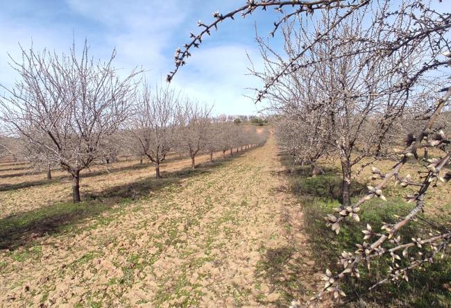 Plantaicón de almendros de Alejandro Valencia.