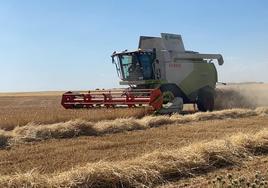 Siega de cereal en una parcela de la región.