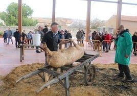 Herrera de Valdecañas celebra su IV Jornada de la Matanza