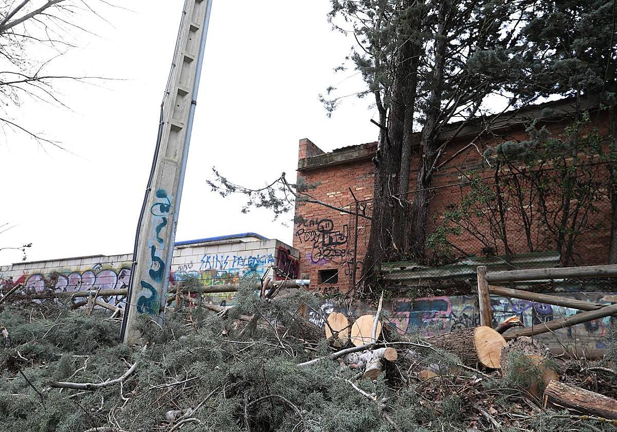 Árbol caído desde el interior del recinto del hotel Rey Sancho sobre el carril bici que discurre junto al río Carrión.