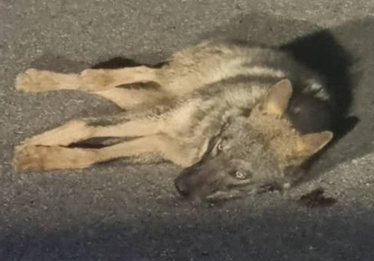 Lobo atropellado en la CL-615 a la altura de Perales.