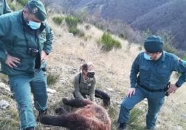 La Guardia Civil y agentes medioambientales examinan la osa muerta.