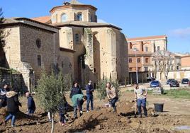 Imagen de la plantación de los olivos.