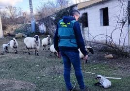 Un agente atiende a uno de los corderos recuperados.