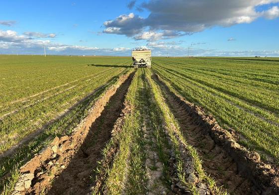 Un agricultor abona una tierra en la provincia de Ávila, en la que se aprecia la humedad del terreno.