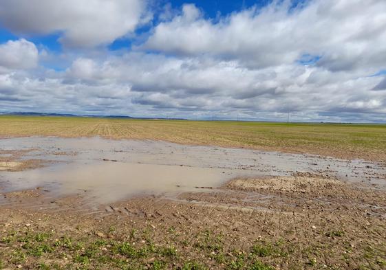 Parcela sembrada de guisantes en la provincia de Valladolid.