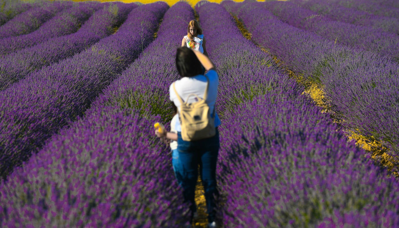 Campos de lavanda en Tiedra