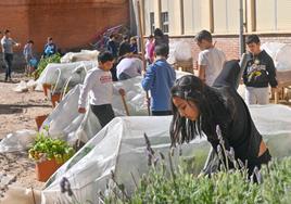 Varios alumnos del colegio Cristóbal Colón trabajan en la huerta del centro, uno de los proyectos educativos del centro educativo.