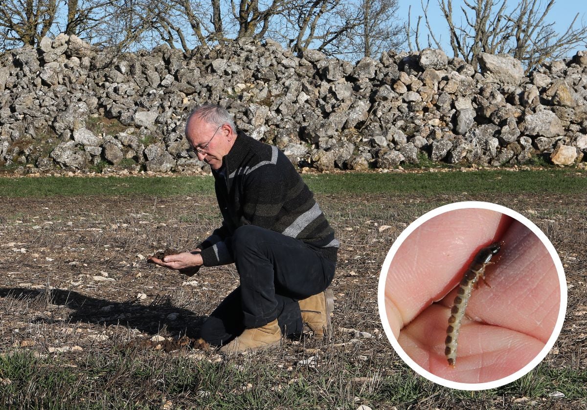 El agricultor Santiago Arnáiz busca algún ejemplar de zagro en Espinosa de Cerrato y detalle del insecto.