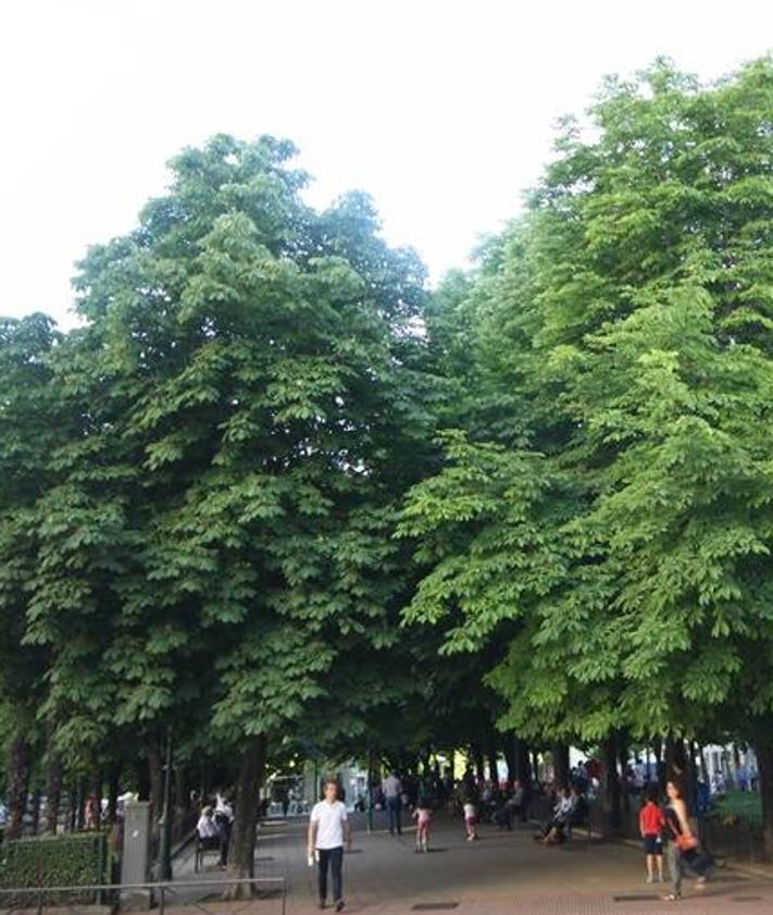 Imagen secundaria 2 - Cipreses en la trasera de la Catedral, cedro del Líbano la plaza de San Pablo y castaños de indias de la plaza de San Juan.