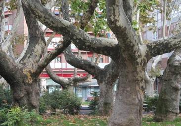 Valladolid, ciudad de árboles monumentales testigos de su historia cotidiana