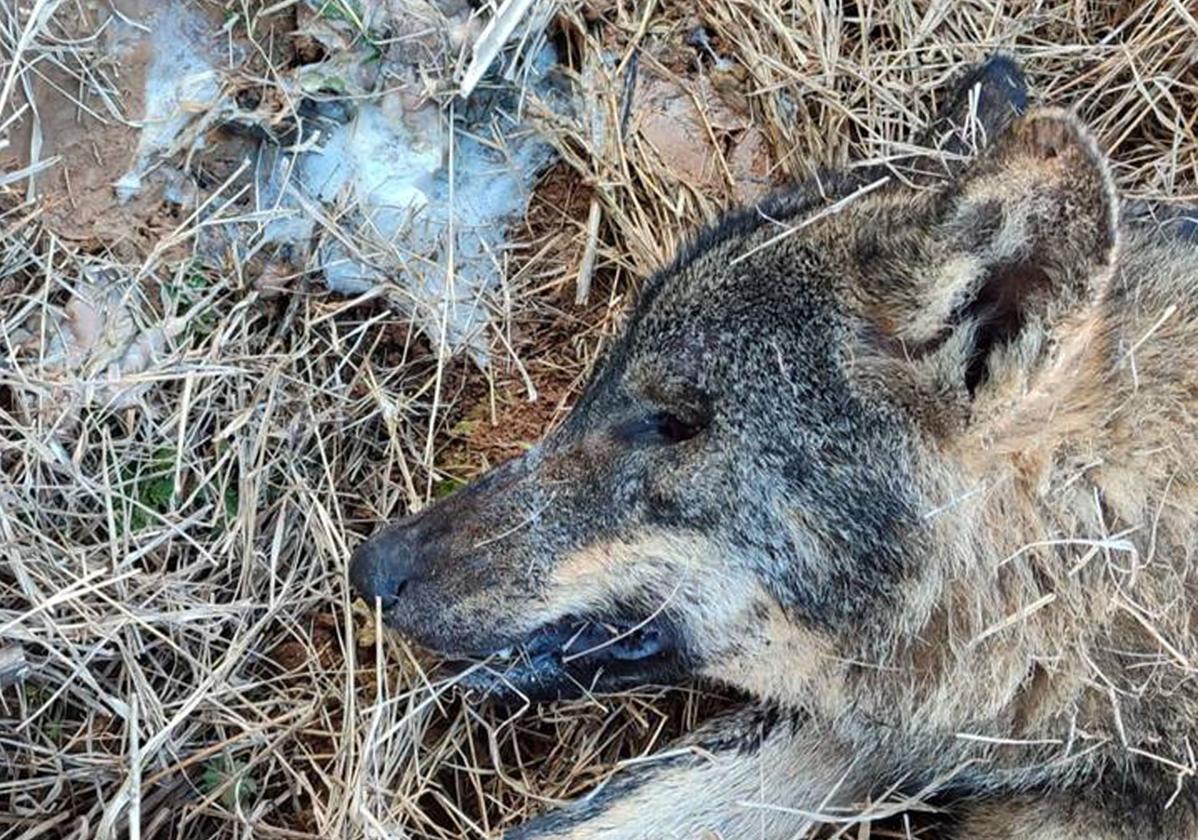 Ejemplar hallado muerto en el término de Melgar de Yuso.