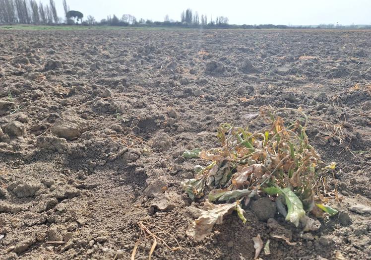 Tierra en el término de Medina de Rioseco que este año no se puede preparar para sembrar cultivos de regadío.