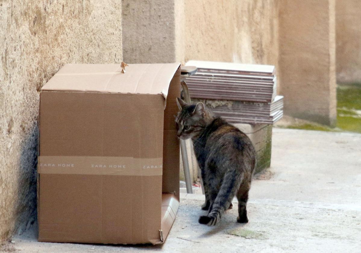 Un gato busca comida en lugar habilitado para ello.