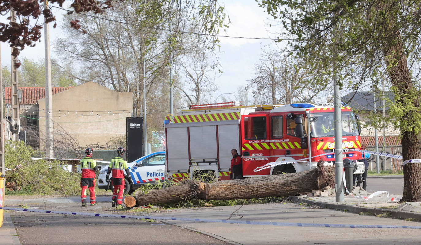 Palencia sufre los efectos del fuerte viento