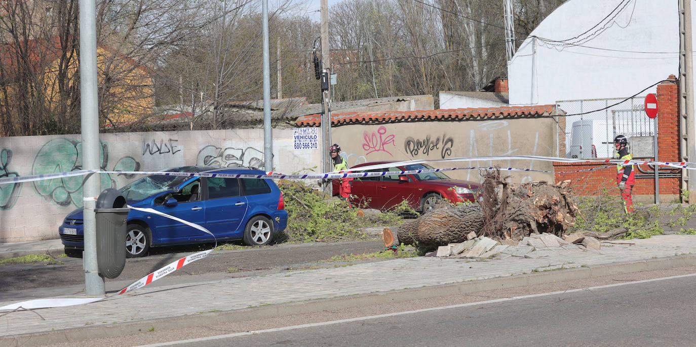 Palencia sufre los efectos del fuerte viento