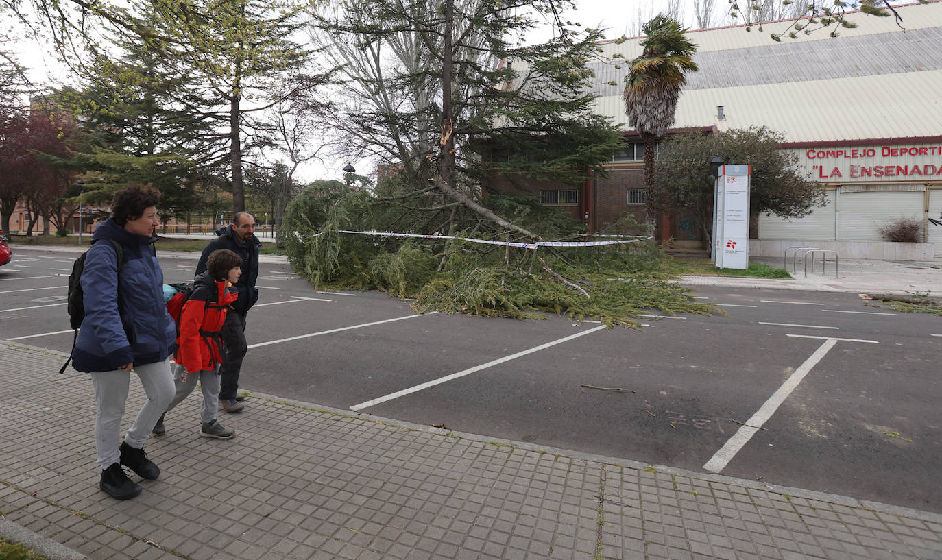 Palencia sufre los efectos del fuerte viento