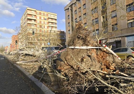 El árbol caído en el paseo Farnesio.