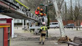 Los Bomberos retiran un árbol caído en Parque Alameda.