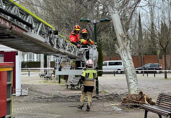 Los Bomberos retiran un árbol caído en Parque Alameda. En el vídeo reabre la Feria de Artesanía.