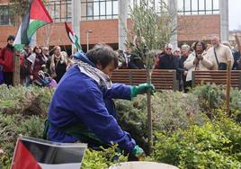 Plantación del olivo en la plaza de Luis Braille en Valladolid.