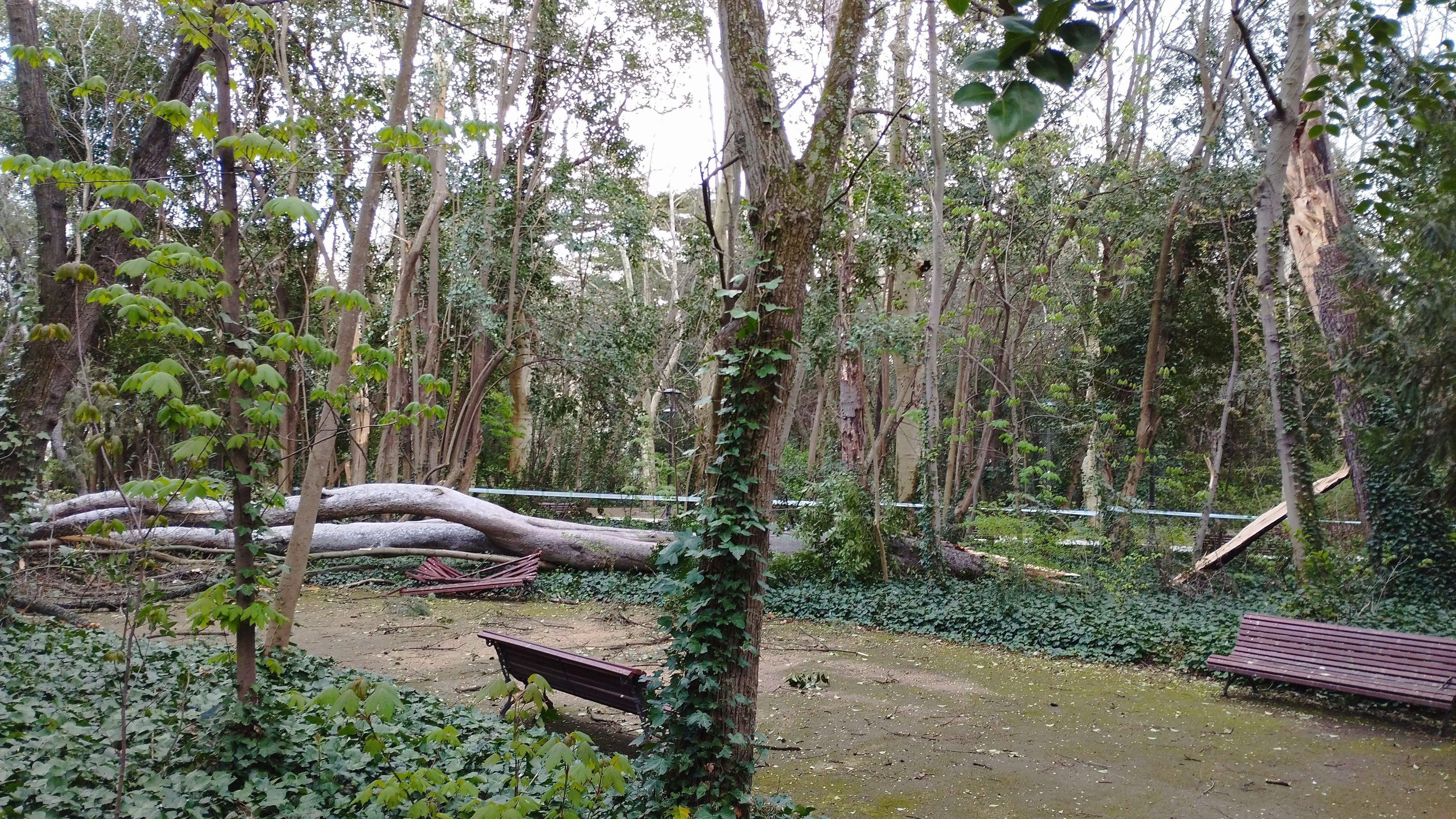 Las imágenes de la caída del árbol de más de diez metros en Campo Grande